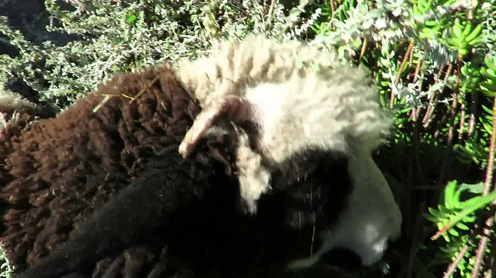 Arapawa Lamb, Cordelia, helps daddy with the pruning