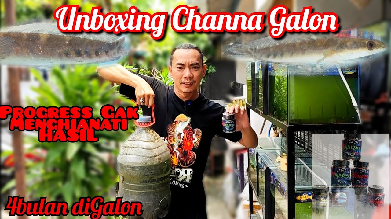 Progress Channa Maru Di Galon 4bulan tanpa ganti Air