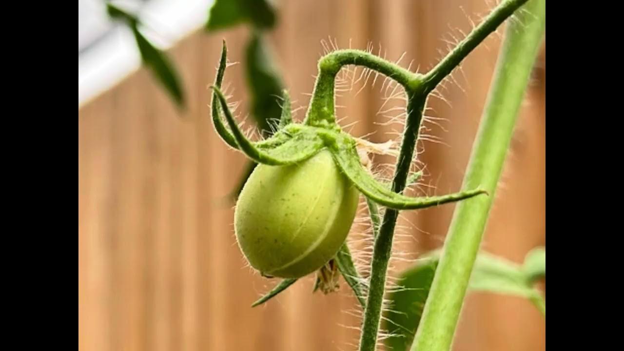 Roma tomato timelapse (Zone 10b) YouTube