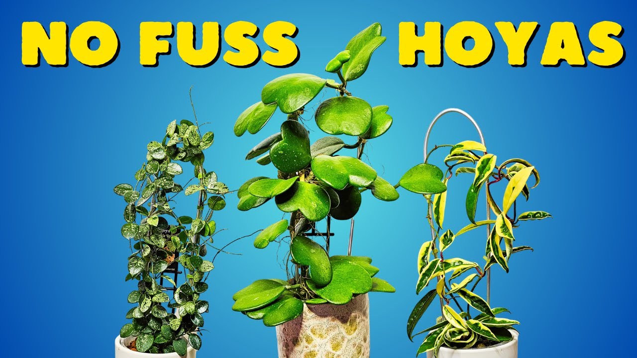 Hoya Kerrii & 10 Other Easy Care Hoyas you NEED!!