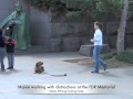 Liberty K9 Dog Training Camp - Maisie Liberty K9 Dog Training Camp - Maisie