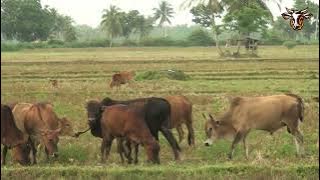 Kumpulan Sapi Jinak Sedang Mencari Makan Bersama Anaknya Disawah