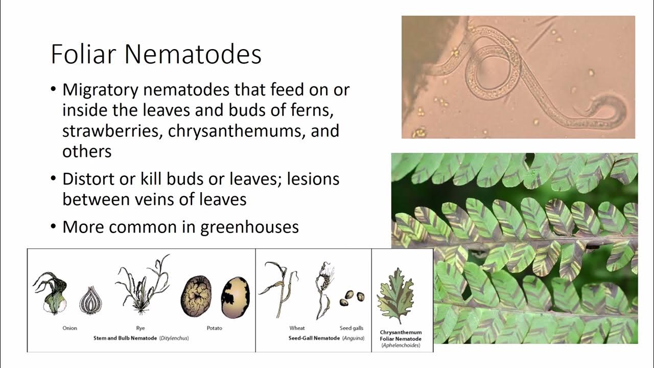 What are Plant-Parasitic Nematodes? 