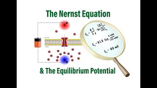 The Nernst Equation and Equilibrium Potentials in Physiology