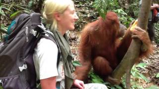Jackie the Orangutan