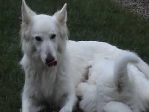 Video: Pob berger blanc suisse los?