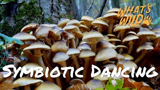 Uncovering the Hidden Work of Mushrooms | What's Wild!