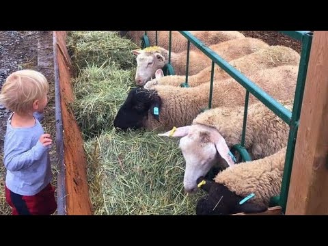 عمليه تحويل صوف الأغنام إلي بطانيه فاخره