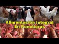 GÜIA PARA LA ALIMENTACION DE PONEDORAS