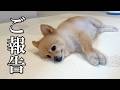 【ご報告】ポメくんの体に異変が現れました...