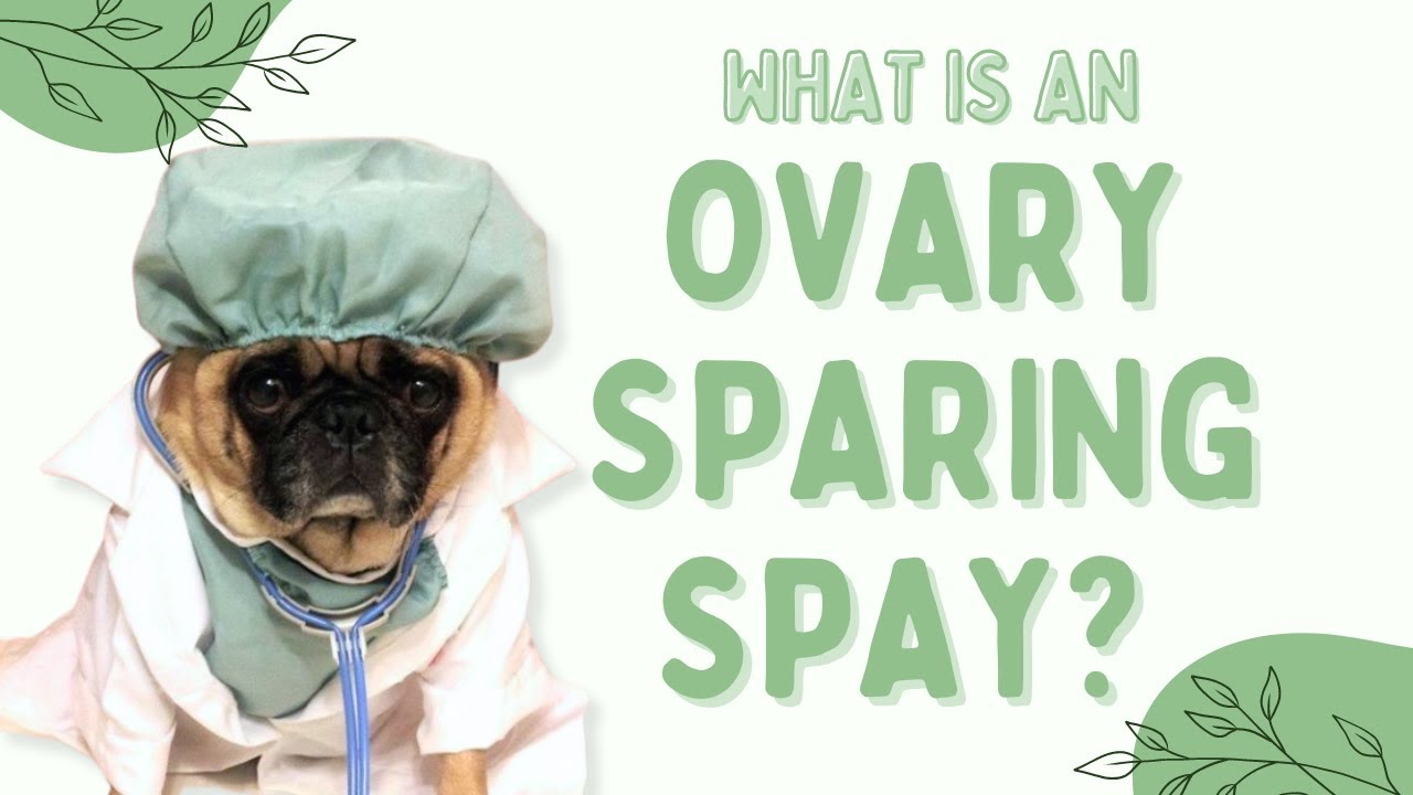 What Is An Ovary Sparing Spay Holistic Pet Care Center YouTube What Is An Ovary Sparing Spay Holistic Pet Care Center YouTube