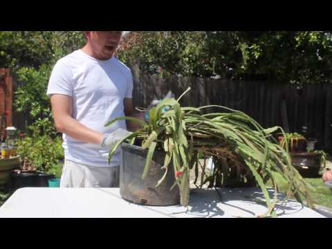 How To Prune An Epiphyllum Plant | Orchid Cactus