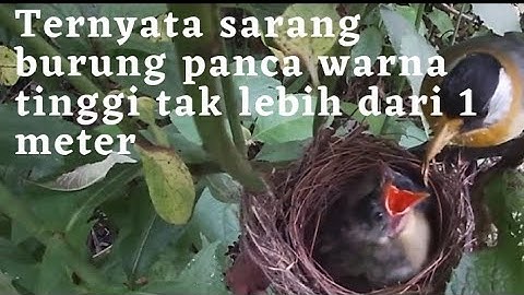 Beginilah Sarang Burung Pancawarna di alam liar hanya bersarang di pohon kecil kurang dari 1 meter