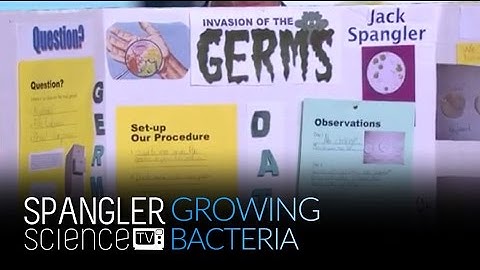 Growing Bacteria - Science Fair Project