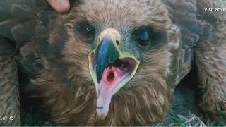 Vet Helps Bald Eagle Learn How To FlyAgain | The Dodo