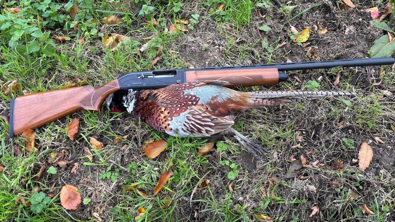 Chasse du petit gibier aux chiens d’arrêt. 
