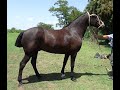 CABALLO PICAZO-Vendido-Lezama $45mil- Venta de Caballos Valeria Calvo.WWW.LOSEQUINOS.COM