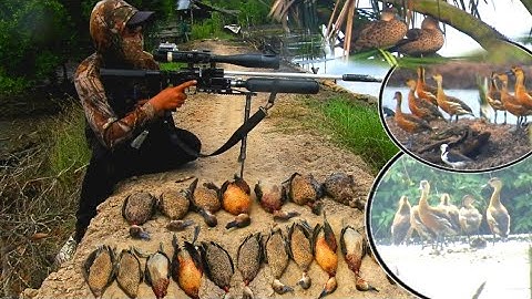 BERBURU BELIBIS PANEN MELIMPAH SEKALI DISINI ‼️