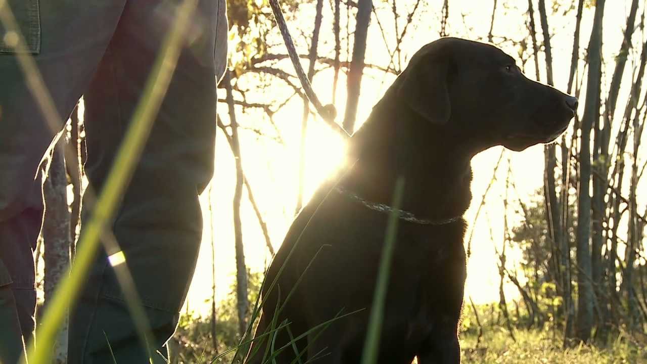 2012 AKC Master National Hunt Test YouTube 2012 AKC Master National Hunt Test YouTube