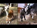 Circle of Life - Kid Goats Born and the Passing of Marley the Alpaca