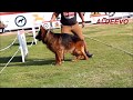 GERMAN SHEPHERD OPEN CLASS MALE LONG HAIR SHOW EGYPT