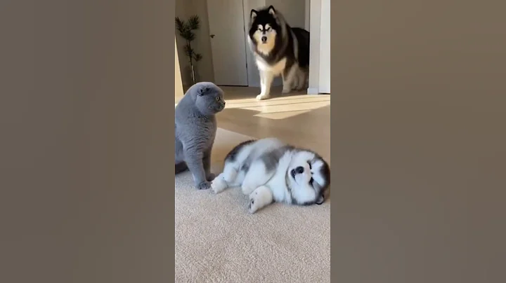 Video 11842931: scottish fold, cat kitten pets funnycat, kitten cute pets funnycat