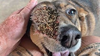 Removing Monster Mango Worms From Helpless Dog Animal Rescue Video 2023 