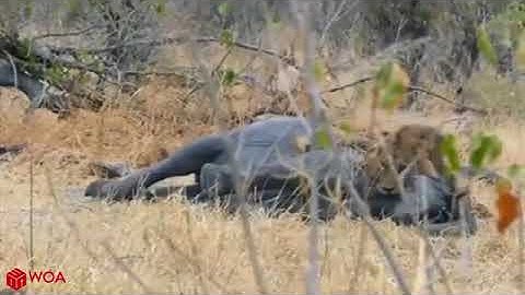 LİON vs CROCODİLE Real Fight ►► Tiger Python - Giant Anaconda Attacks Cow Jacob Videoları 2,325,911