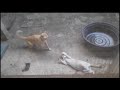 Best Of Cats Fighting Compilation