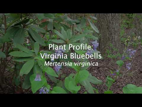 Video: Come coltivare le campanule della Virginia: piantare le campanule della Virginia nei giardini