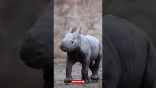 Before & After Animals Growing Up: Wild and Free! #6 #animals #2026 #wildandfree #naturelovers