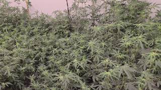 beastcoastgrower  speaking on genetics