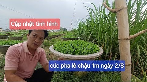 Cập nhật tình hình cúc chậu pha lê 1m của hàng xóm 2/8