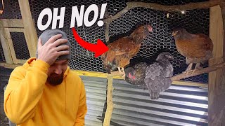 Can We STOP Our CHICKENS From Doing This?