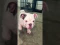 GOODMORNING ! MEET OUR NEW BABY BOY GHOST ☀️👻 #englishbulldog #update #puppy #morning #dogshorts