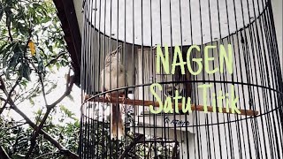 Ciblek Gunung Brem Nagen Satu Titik