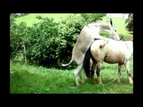 Спаривание лошадей. - YouTube