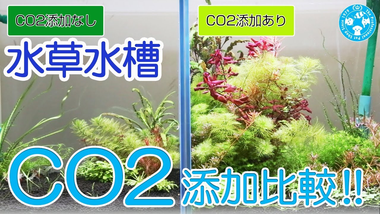 チャーム 水草 Co2 添加ありなし 育成比較動画 どれだけ違いが出るのか実験 Water Plants 二酸化炭素 Youtube