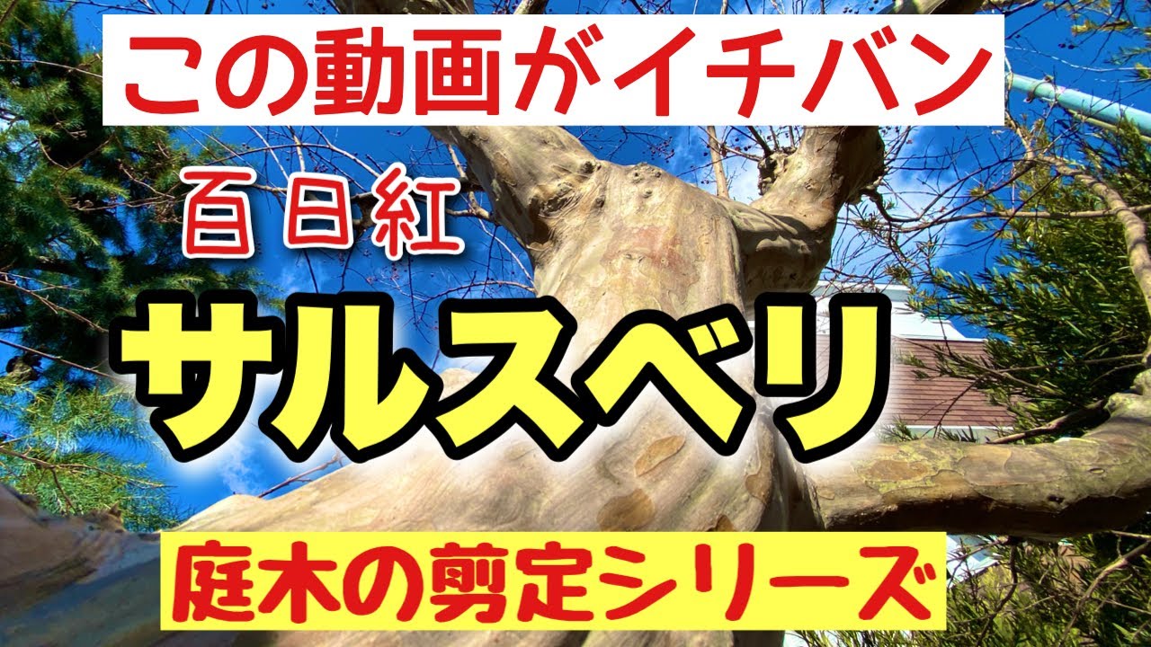 簡単 サルスベリ剪定 作業動画で一目瞭然 庭木剪定 百日紅の管理方法 Youtube