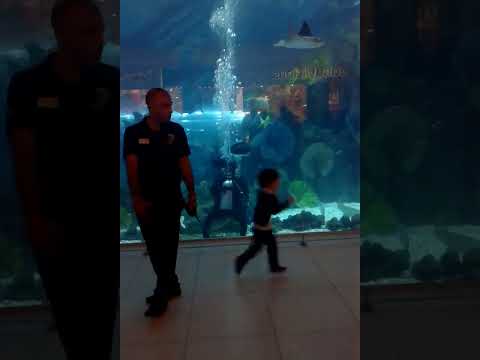 Dubai mall aquarium