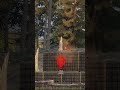 #armareforger #enfusion #haveitoldyoulatelythatiloveyou #arma4 #gameplay #dothingsyoudontwanttodo