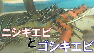 ゴシキエビとニシキエビ 非常によく似ていますが 共に南方系の伊勢海老科の仲間 個体数が少なく滅多に流通しない為 魚屋さんでも判断し難いのですが 見分け方の紹介説明 Youtube ゴシキエビとニシキエビ 非常によく似ていますが 共に南方系の伊勢海老科の仲間 個体数が少なく滅多に流通しない為 魚屋さんでも判断し難いのですが 見分け方の紹介説明 Youtube