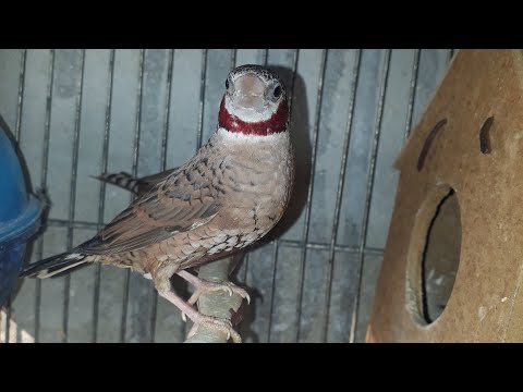 تهجين المذبوح مع الزيبرا شاهد نتيجة التزاوج بينهم مدبوح مذبوح جنة مذبوح فينجس مدبوح