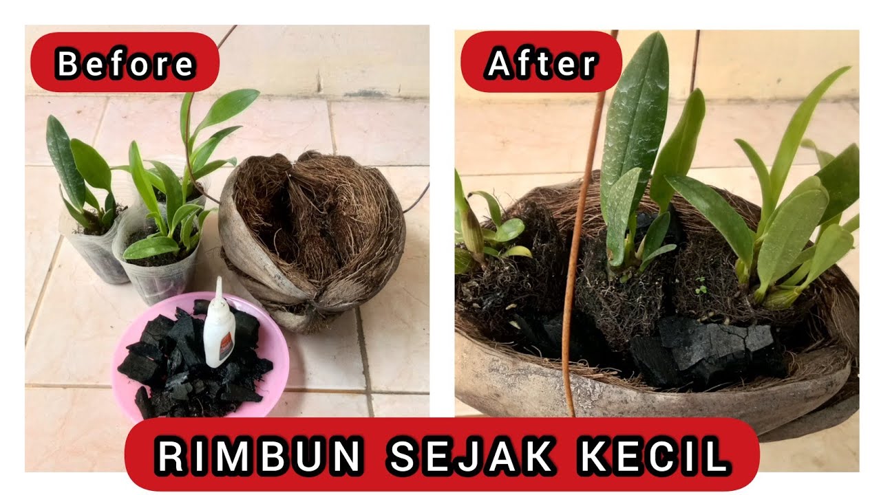 CARA GROUPING ANGGREK DI SABUT KELAPA GANTUNG | RAJA ANGGREK KERITING