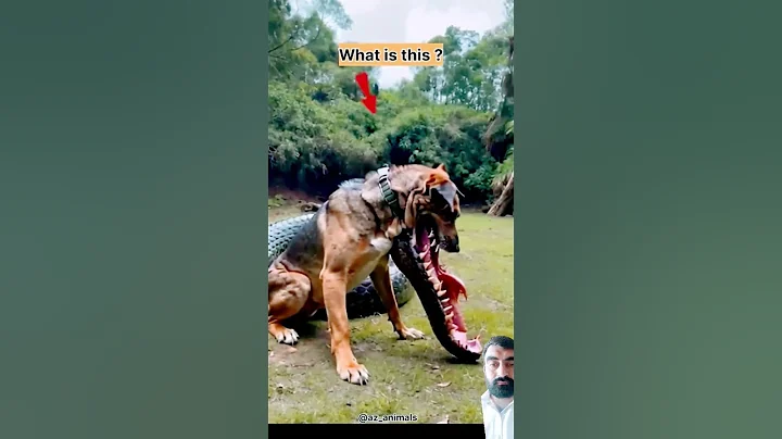 Dog with crocodile mouth #dog #animals #shorts #fyp #video #viralshorts #short