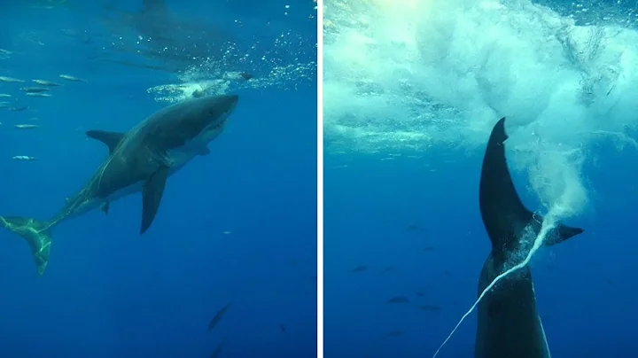 Great White Shark Makes Its Own Underwater Tornado
