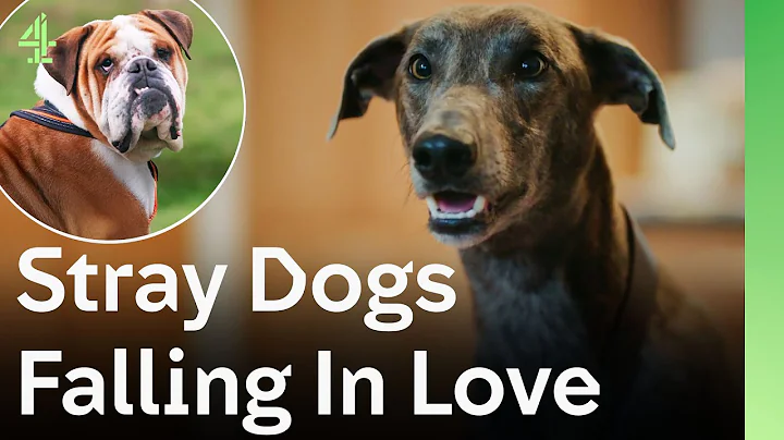 Rescued Stray Dogs Fall in Love and Start a New Life With Their Forever Families | The Dog House 🐶