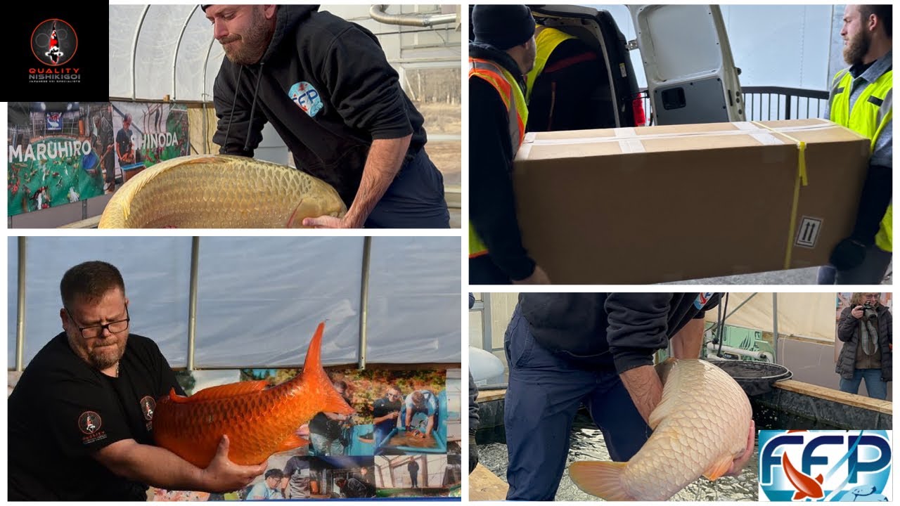 308 Boxes Of Koi: Largest Koi Shipment To The Us From Japan! | Fitz'S Fish  Ponds