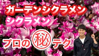 Must see] Make it bloom profusely! Cyclamen cultivation techniques