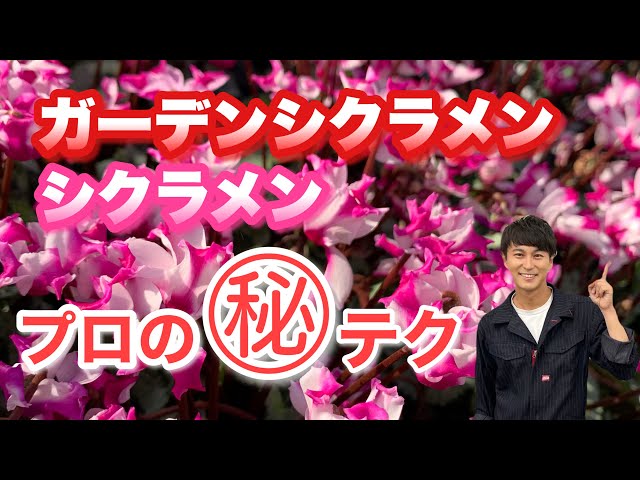 Must see] Make it bloom profusely! Cyclamen cultivation techniques